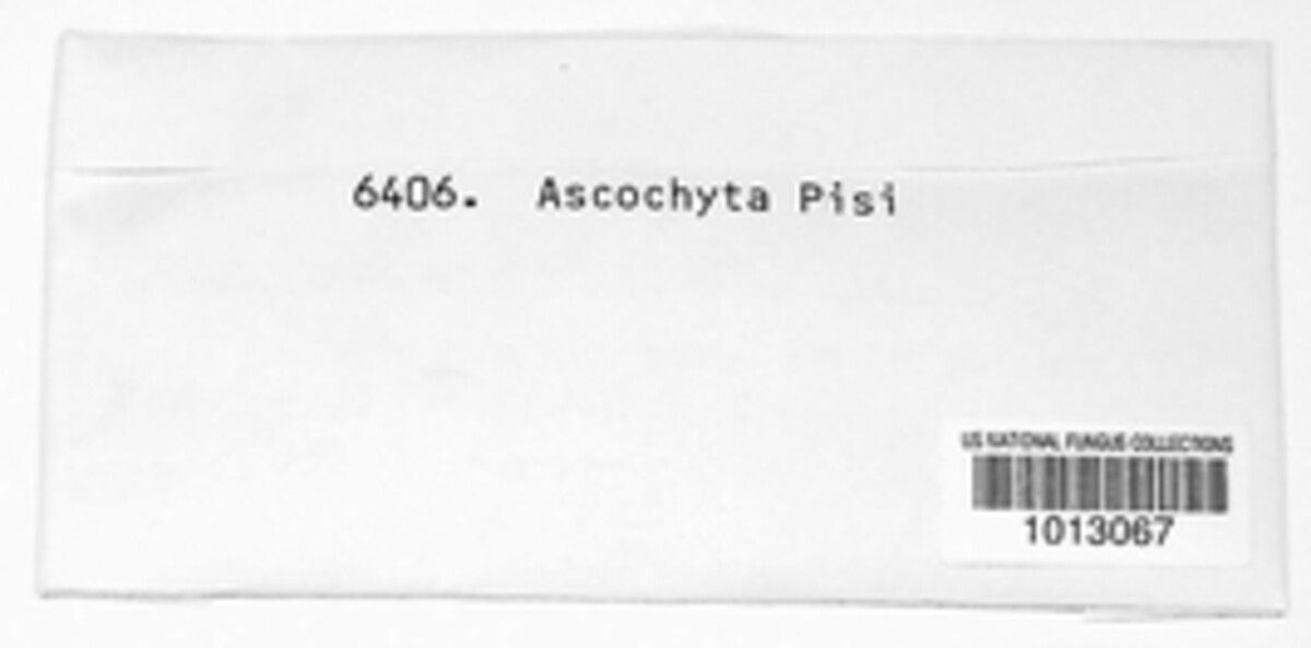 Didymella pisi image